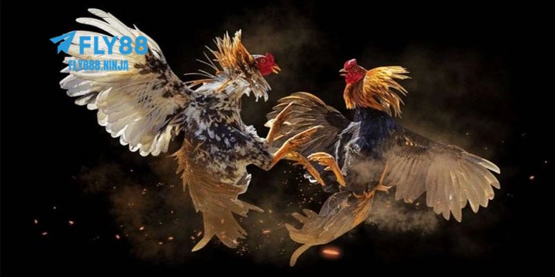 Đá Gà Cựa Sắt – Trải Nghiệm Đẳng Cấp Và An Toàn Tại FLY88 5 Bật mí mẹo chơi đá gà cựa sắt hiệu quả từ cao thủ
