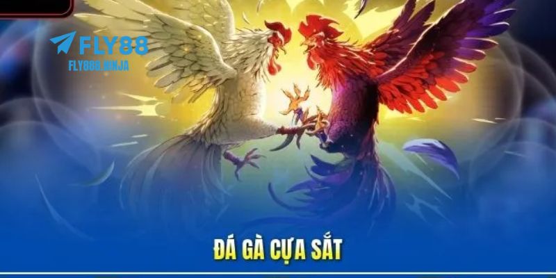 Đá Gà Cựa Sắt – Trải Nghiệm Đẳng Cấp Và An Toàn Tại FLY88 1 Đá gà cựa sắt